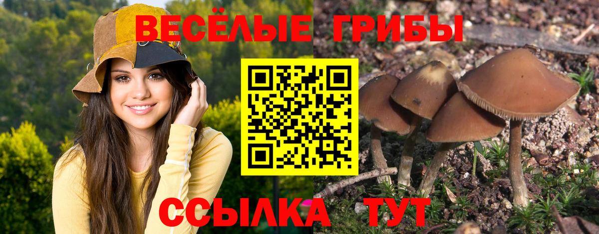Галлюциногенные грибы Cubensis  Вход с VPN  Ржев  Псилоцибиновые грибы Psilocybe 